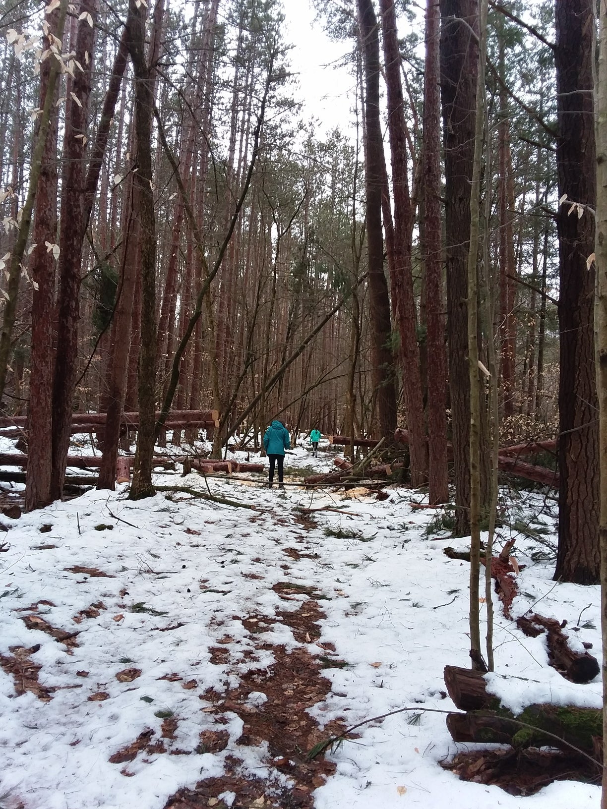 Camper submitted image from Allegany Parallel Bova Loops — Allegany State Park State Park - 2