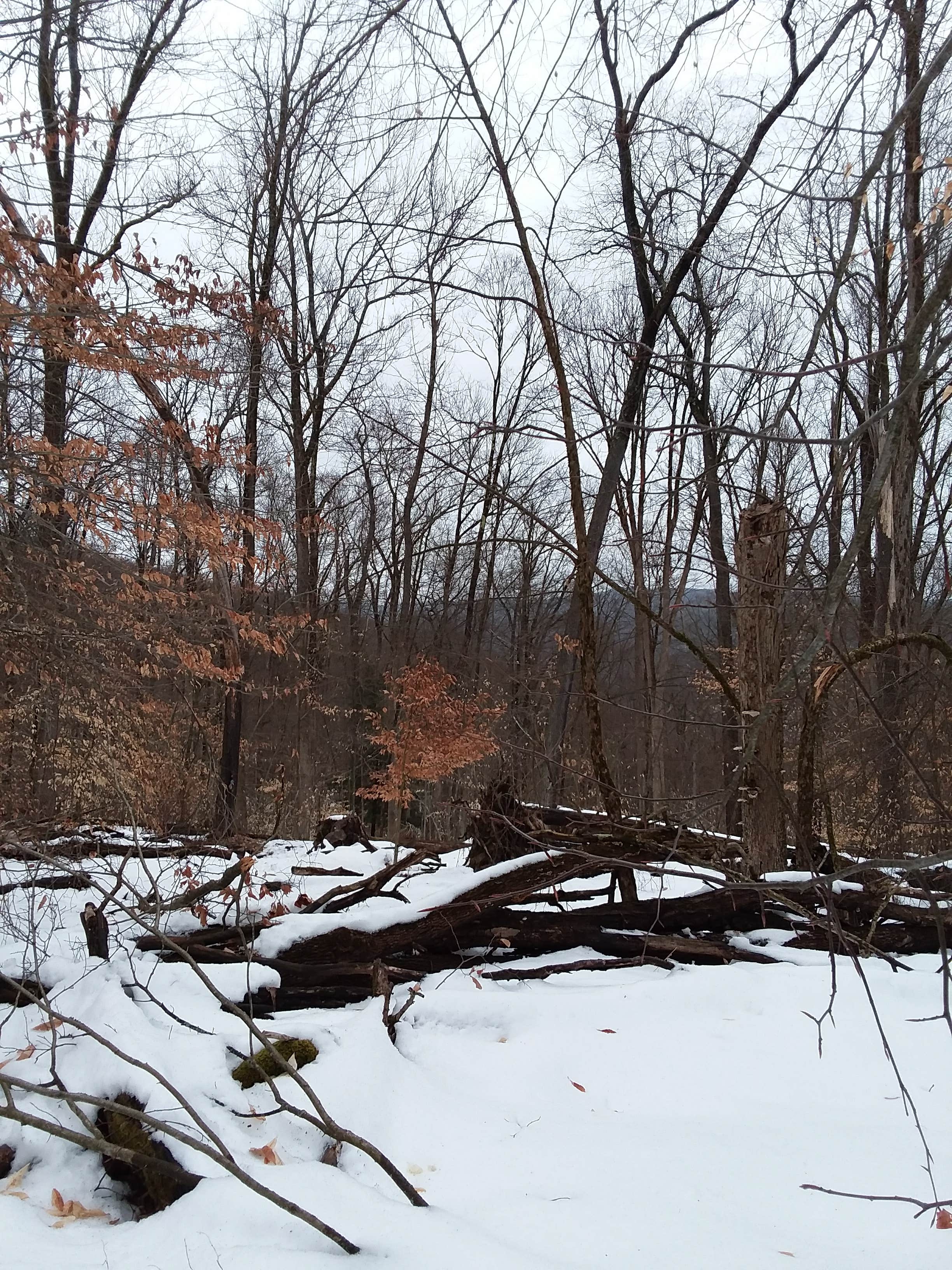 Camper-submitted photo at Bova Cottages — Allegany State Park near Hunt, NY