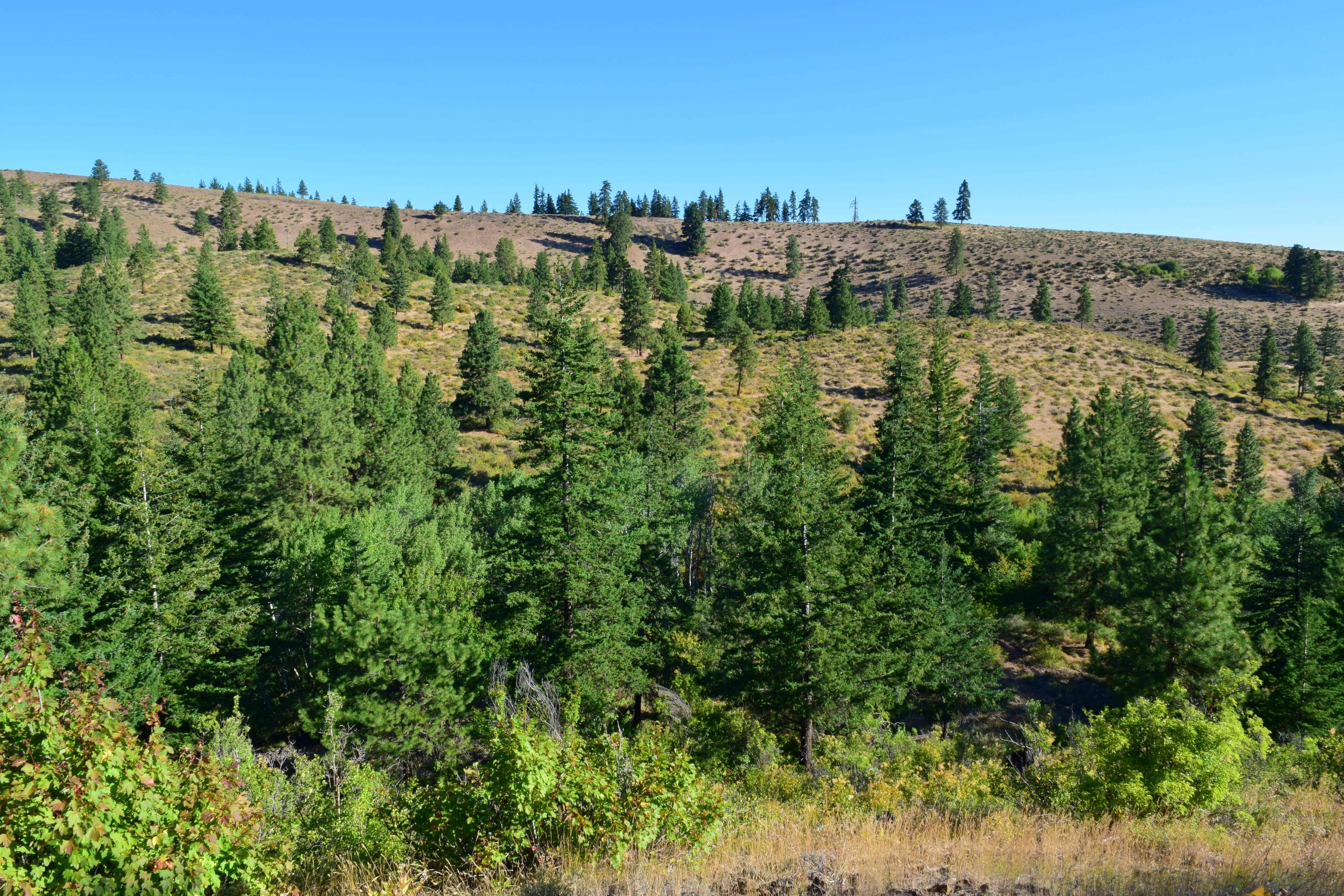 Camper-submitted photo at L.T. Murray Wildlife Area near Cle Elum, WA