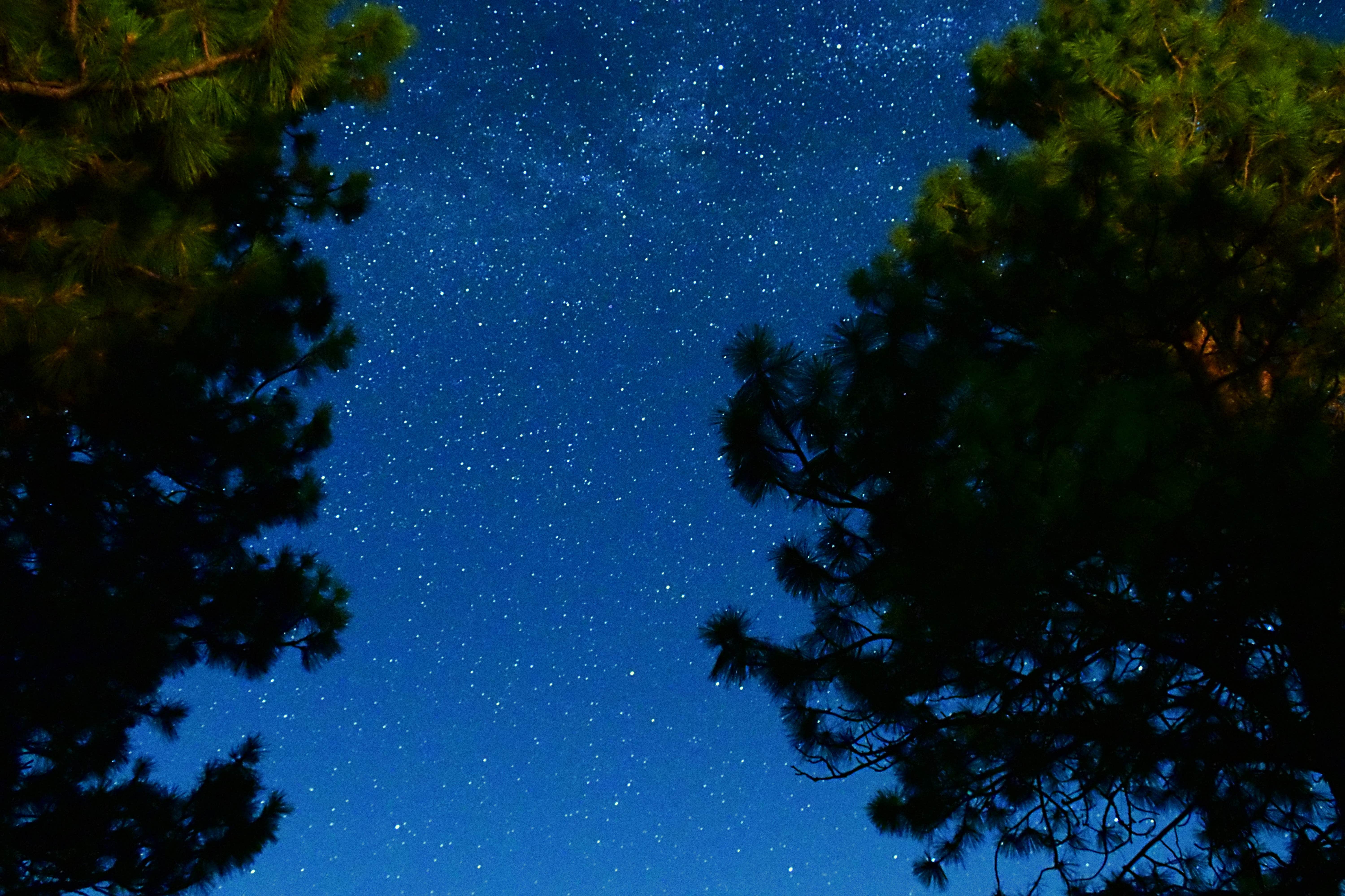 Shay F.'s photo of a dispersed camping area at L.T. Murray Wildlife Area near Goose Prairie, WA