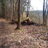 Review photo of Allegany Parallel Bova Loops — Allegany State Park State Park by Danielle S., March 31, 2018