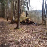 Review photo of Allegany Parallel Bova Loops — Allegany State Park State Park by Danielle S., March 31, 2018