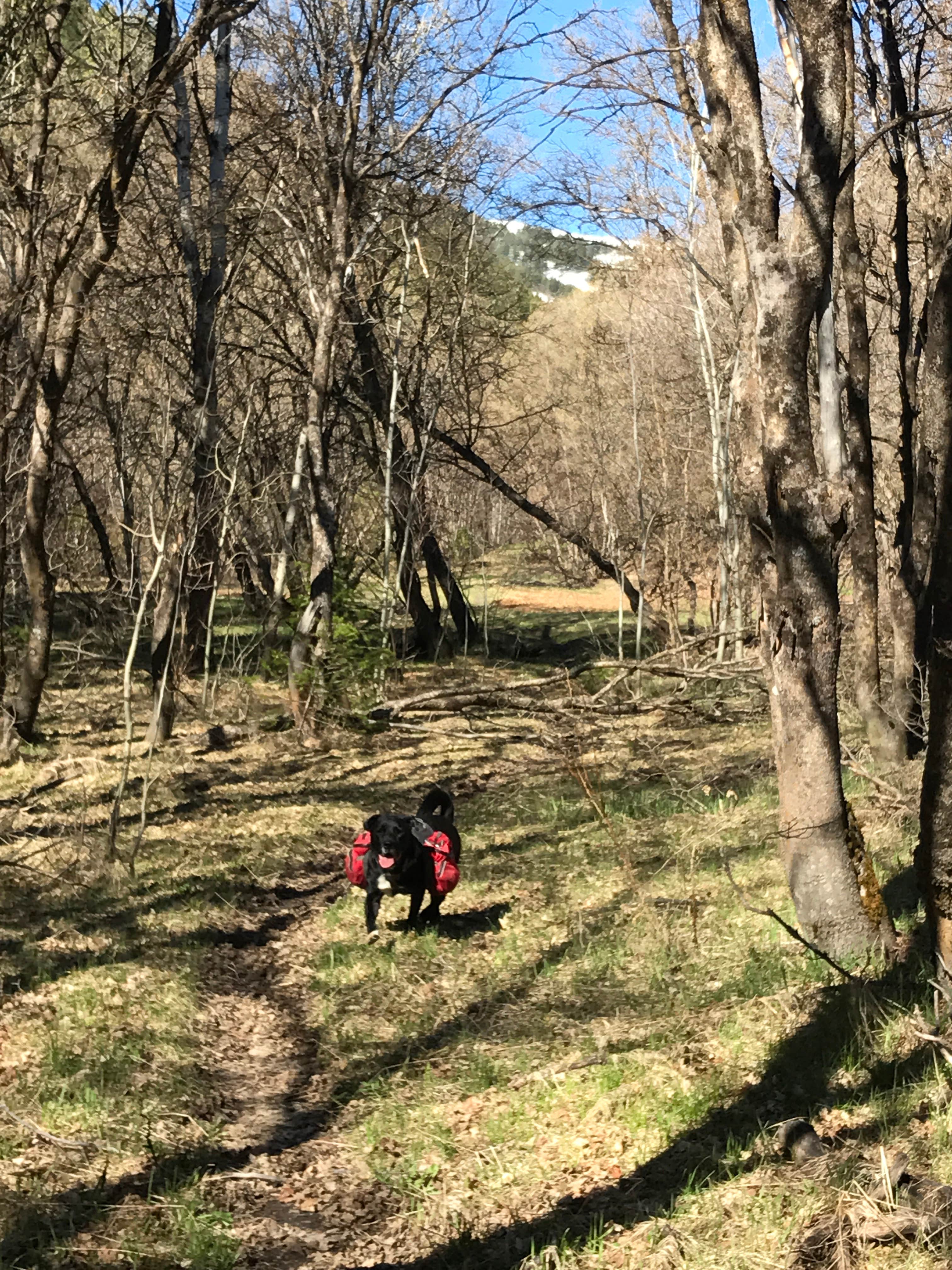 Camper submitted image from Goodenough Creek Campground - 4