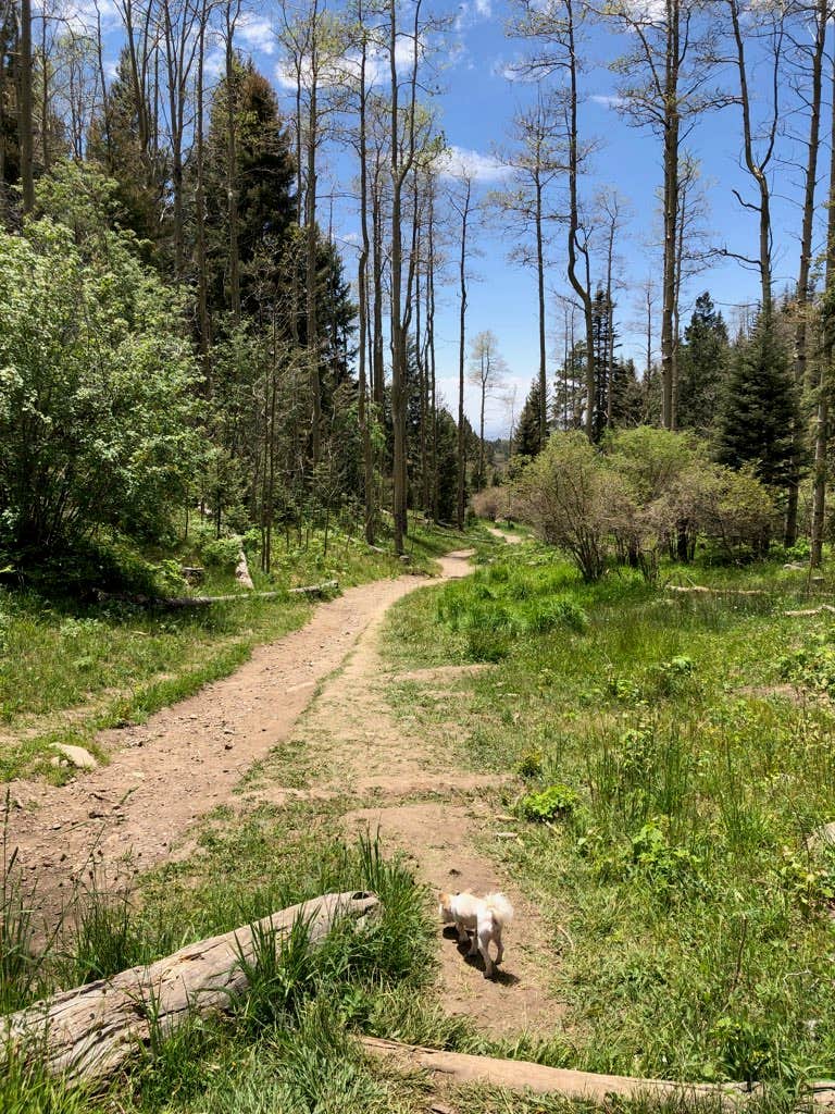 Camper submitted image from Santa Fe BLM Dispersed Campsite - 4