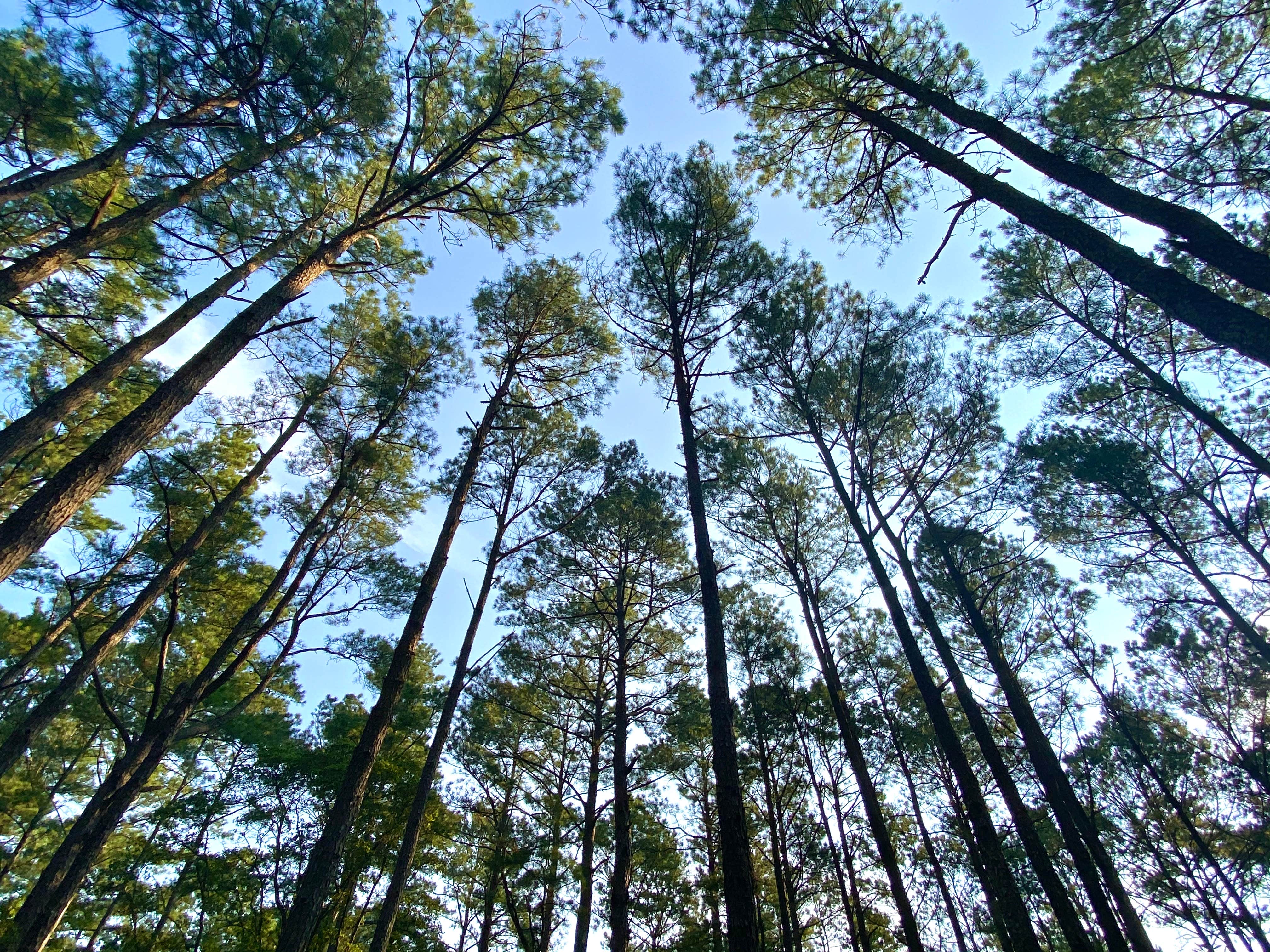 Camper-submitted photo at False Cape State Park Campground near Moyock, NC