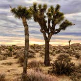 Review photo of Indian Cove Campground — Joshua Tree National Park by Jesse S., July 30, 2020