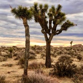 Review photo of Indian Cove - Joshua Tree National Park by Jesse S., July 30, 2020