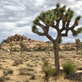 Review photo of Indian Cove Campground — Joshua Tree National Park by Jesse S., July 30, 2020