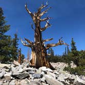 Review photo of Baker Creek Campground — Great Basin National Park by Thomas B., July 17, 2020