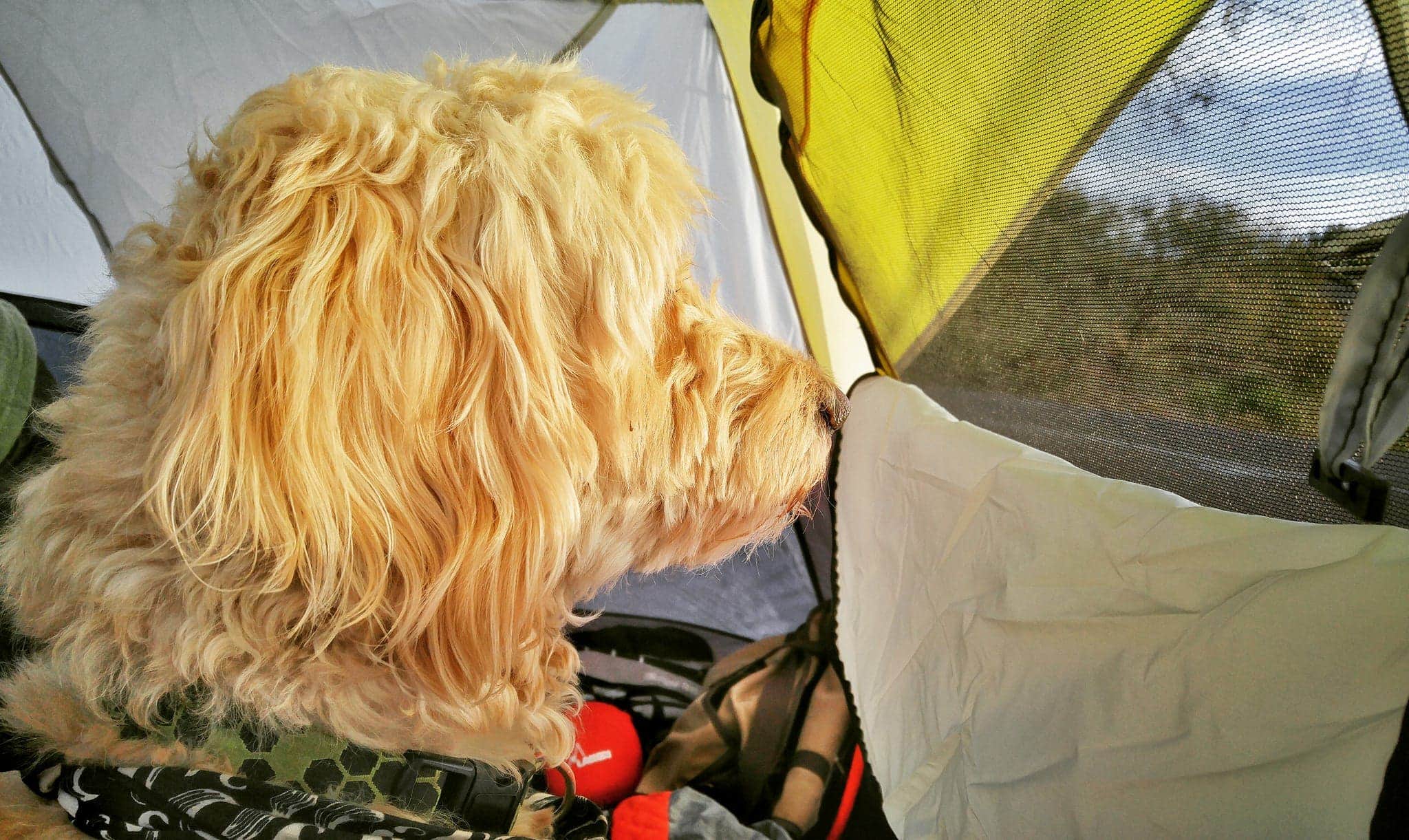 Levi V.'s photo of camping with pets at Dead Horse Ranch State Park Campground near Jerome, AZ