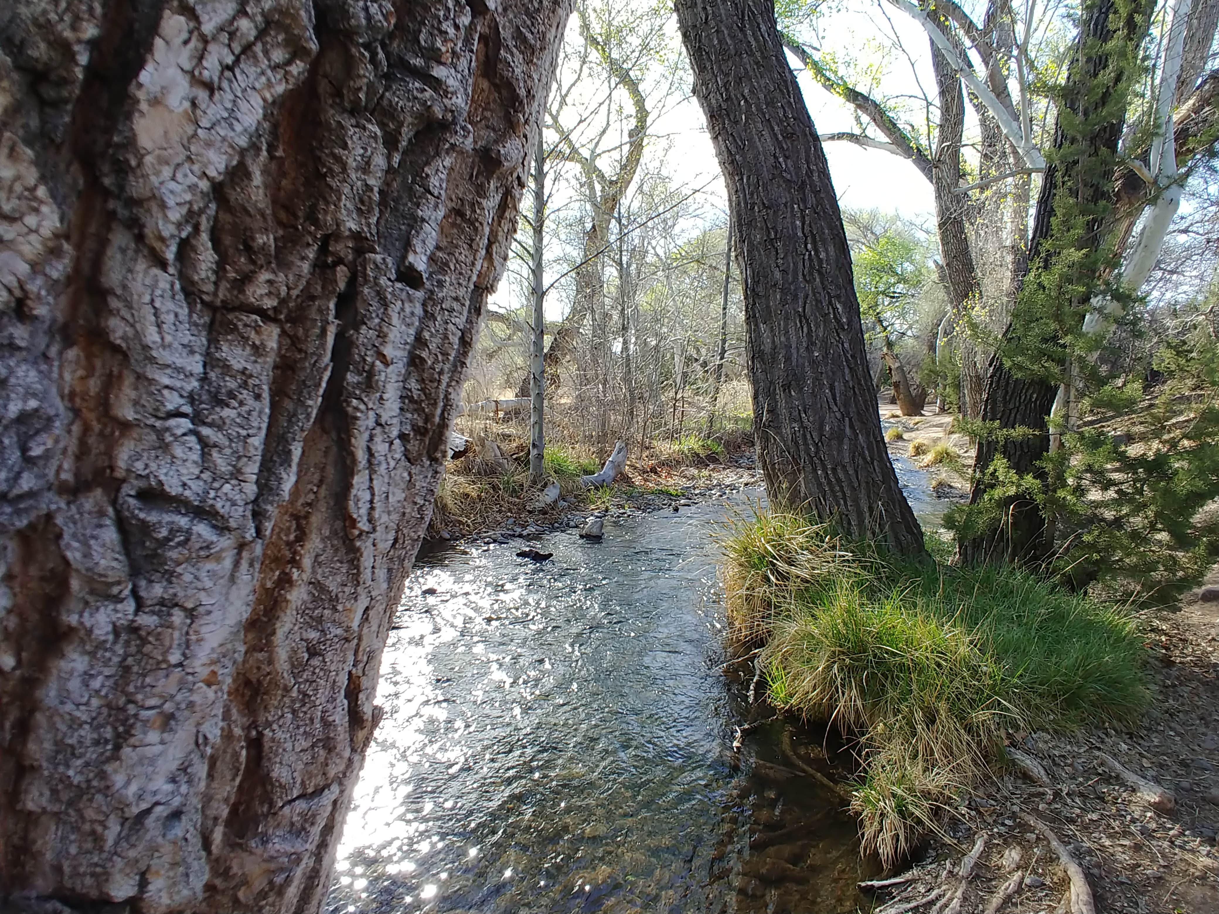 Camper submitted image from Clear Creek Area Dispersed — Grand Canyon National Park - 3