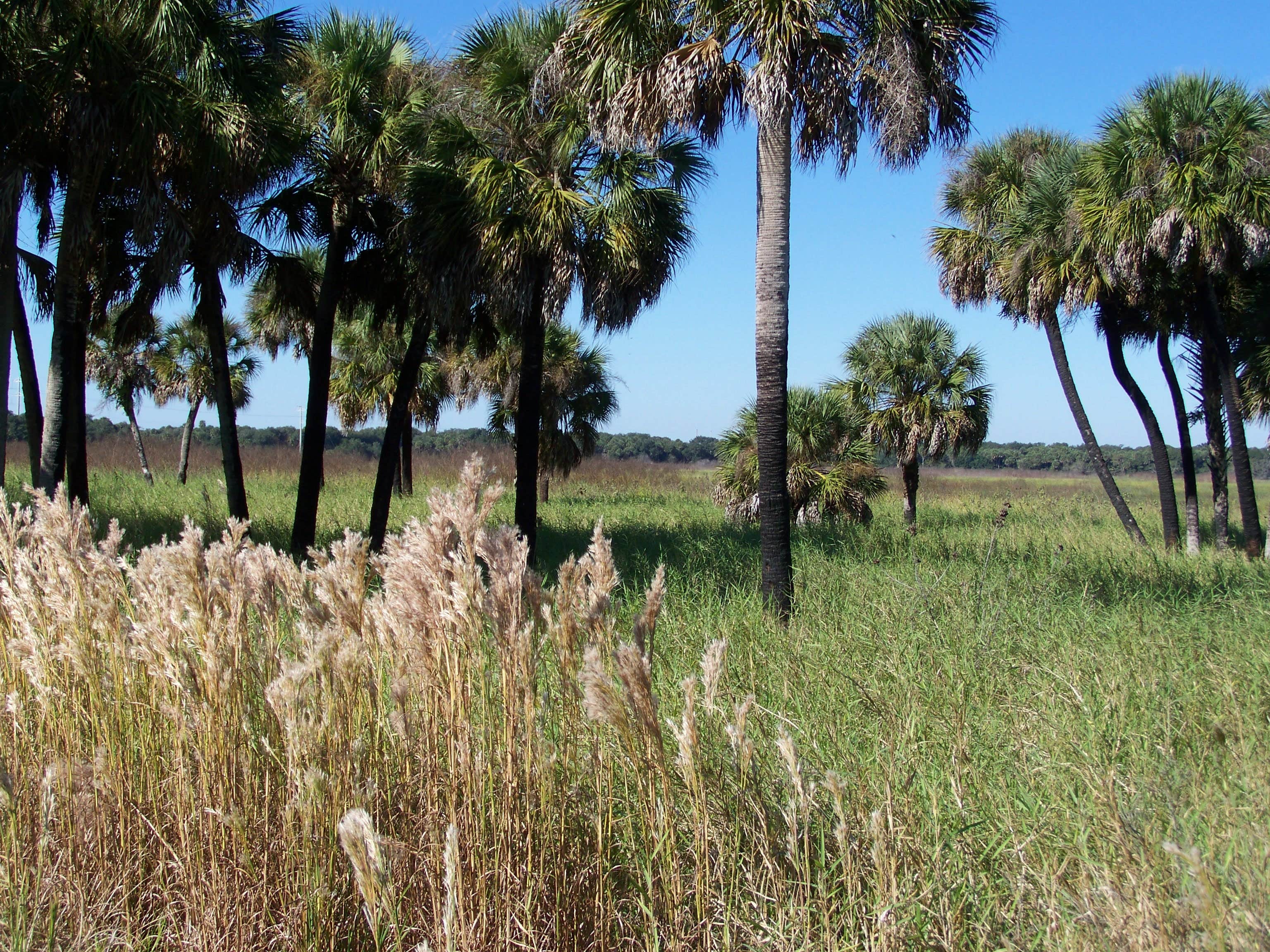 Camper submitted image from Palmetto Ridge Campground — Myakka River State Park - 2
