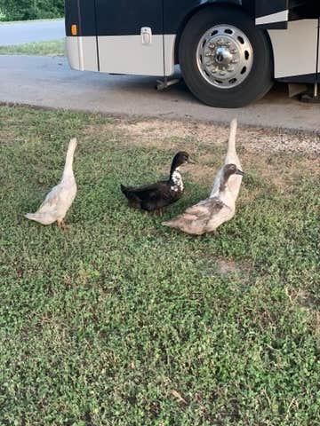 Camper submitted image from Riverside Park - 4