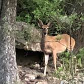 Review photo of Pedernales Falls State Park Campground by John H., July 31, 2020