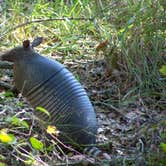Review photo of Palmetto Ridge Campground — Myakka River State Park by Jeanene A., July 4, 2016