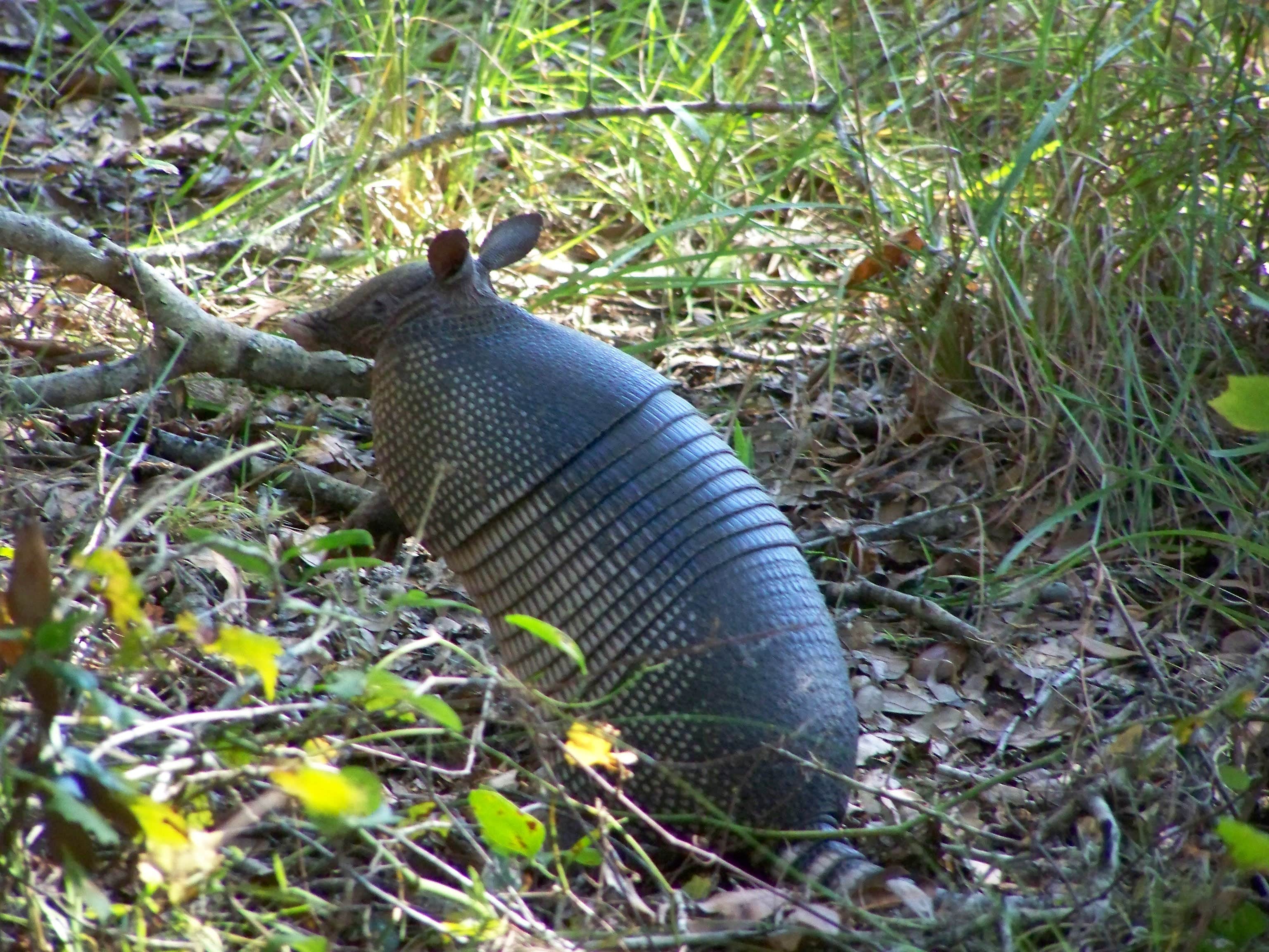 Camper submitted image from Palmetto Ridge Campground — Myakka River State Park - 3
