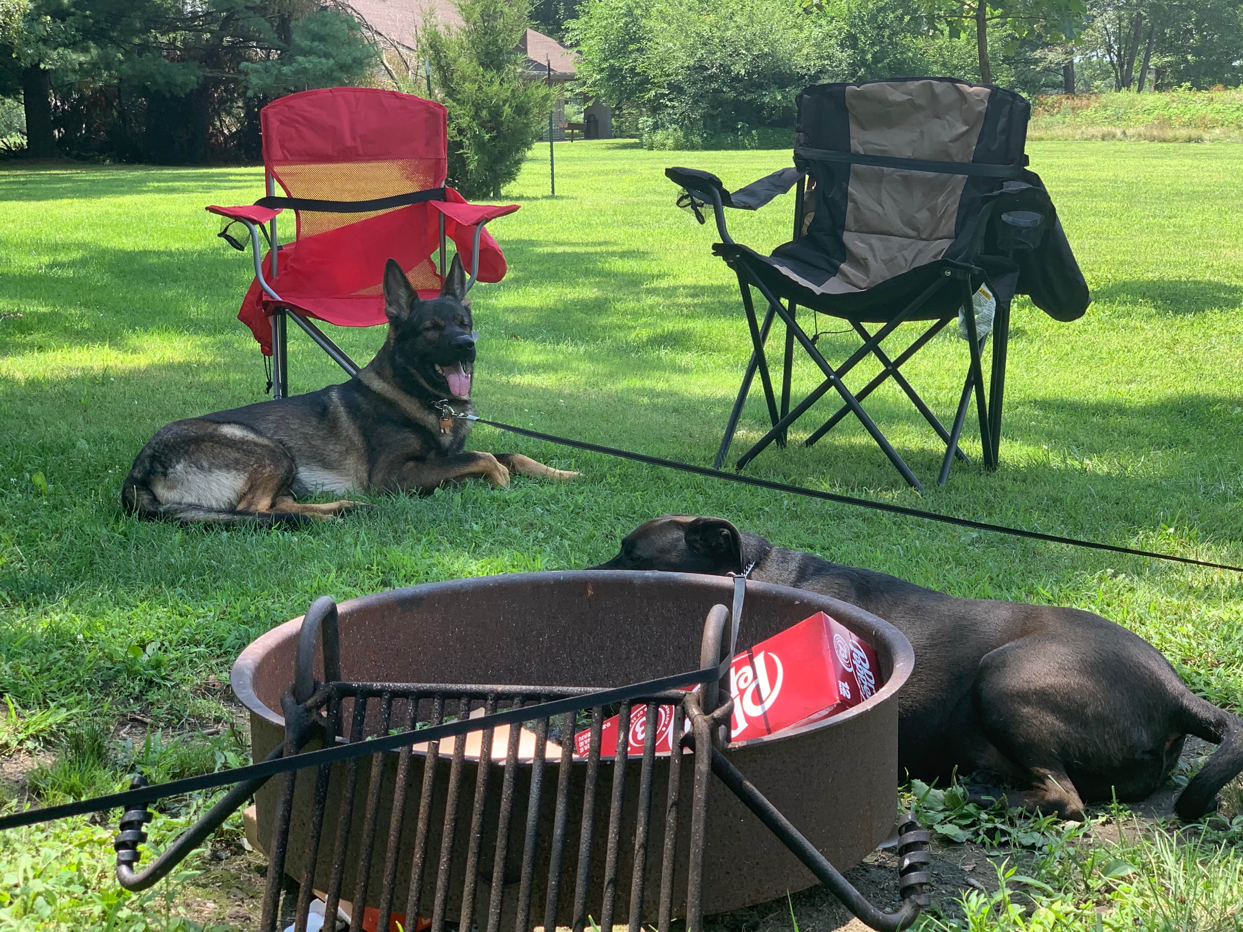 Lisa S.'s photo of camping with pets at Friends Creek Campground near Blue Mound, IL