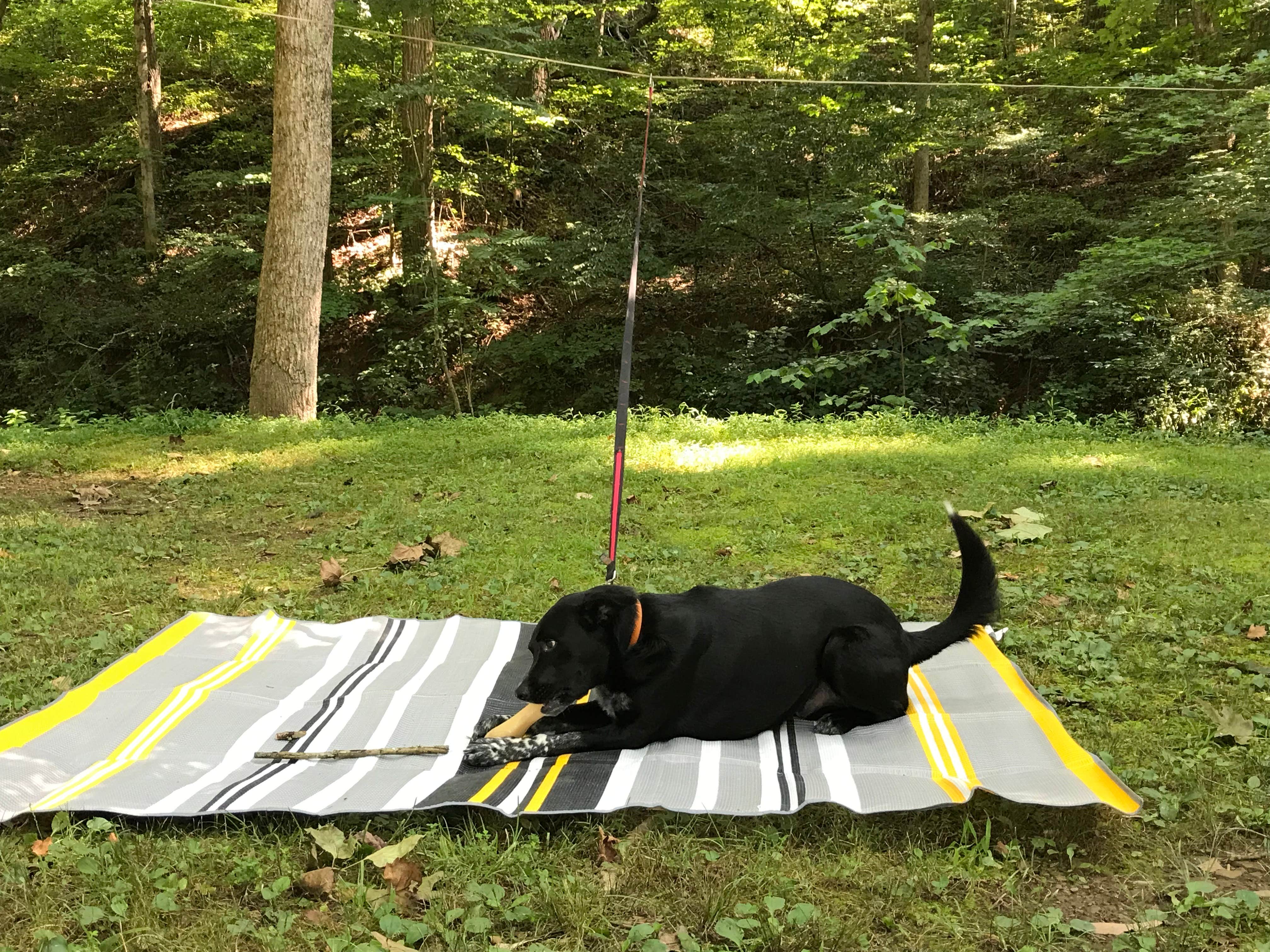 Shannon G.'s photo of camping with pets at Pike Lake State Park Campground near Waverly, OH