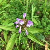 Review photo of Pike Lake State Park Campground by Shannon G., July 26, 2020