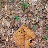 Review photo of Torreya State Park Campground by Michelle S., April 3, 2018