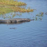 Review photo of Palmetto Ridge Campground — Myakka River State Park by Jeanene A., July 4, 2016