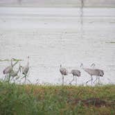 Review photo of Palmetto Ridge Campground — Myakka River State Park by Jeanene A., July 4, 2016