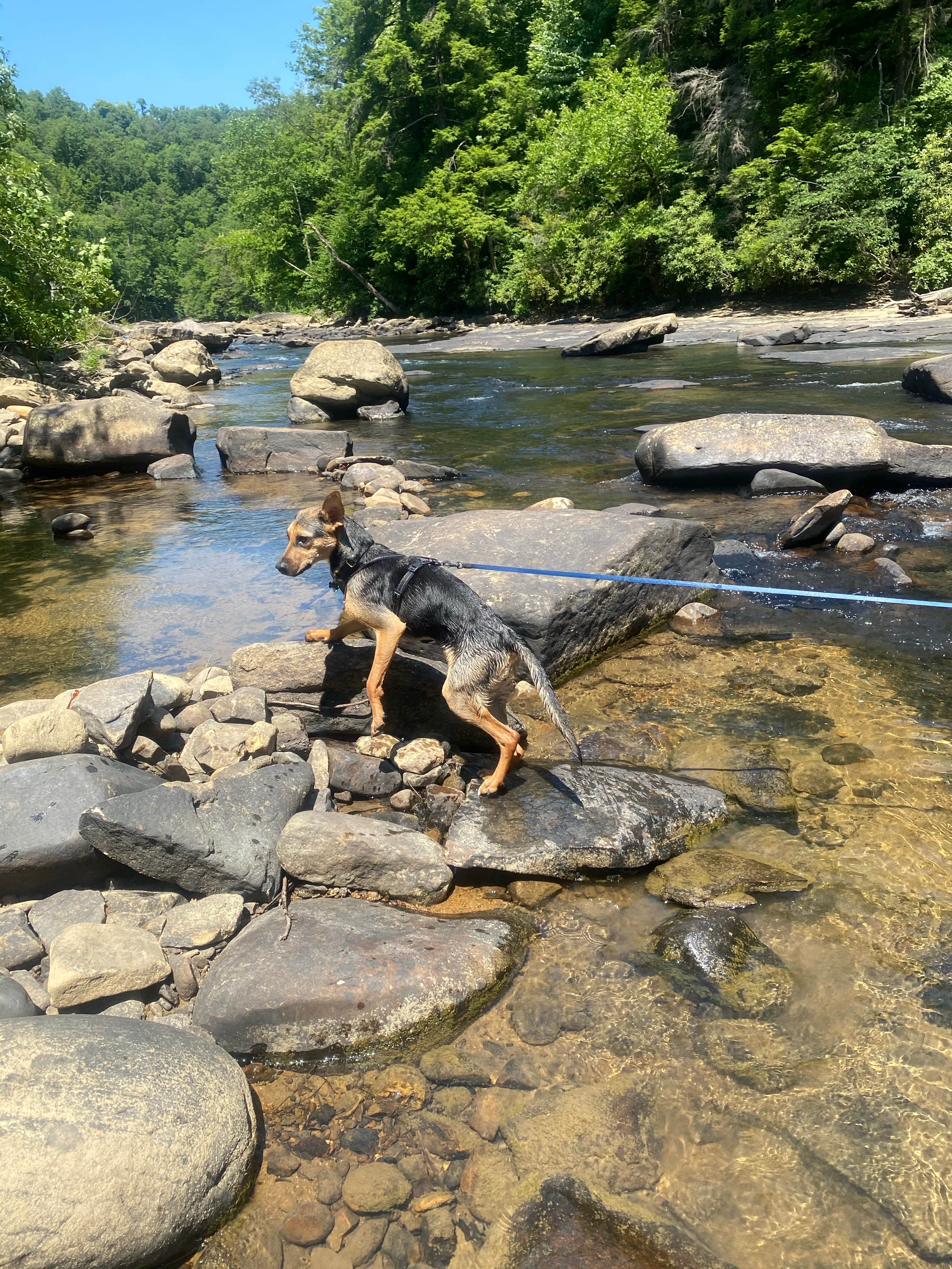 Sheila P.'s photo of camping with pets at Audra State Park Campground near Paw Paw, WV