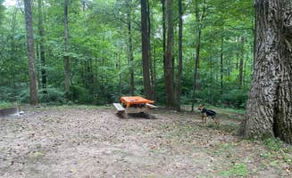 Sheila P.'s photo of camping with pets at Tygart Lake State Park Campground near Walkersville, WV