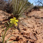 Review photo of Sand Flats Recreation Area by Valerie , April 3, 2018