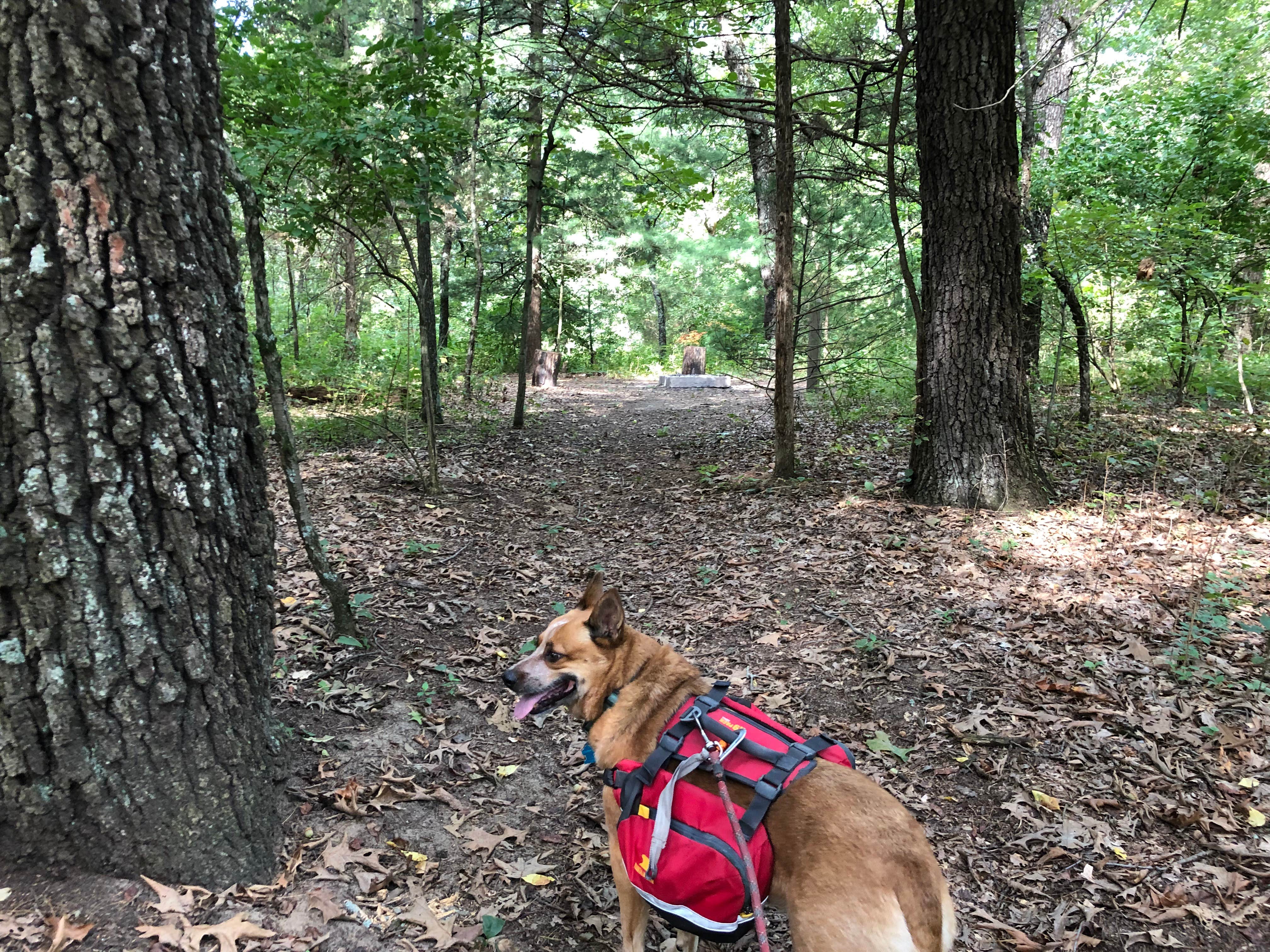 Art S.'s photo of camping with pets at Pine Campground — Sand Ridge State Forest near Normal, IL