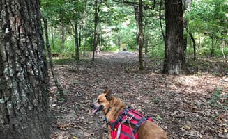 Art S.'s photo of camping with pets at Pine Campground — Sand Ridge State Forest near Williamsville, IL