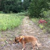 Review photo of Pine Campground — Sand Ridge State Forest by Art S., July 31, 2020