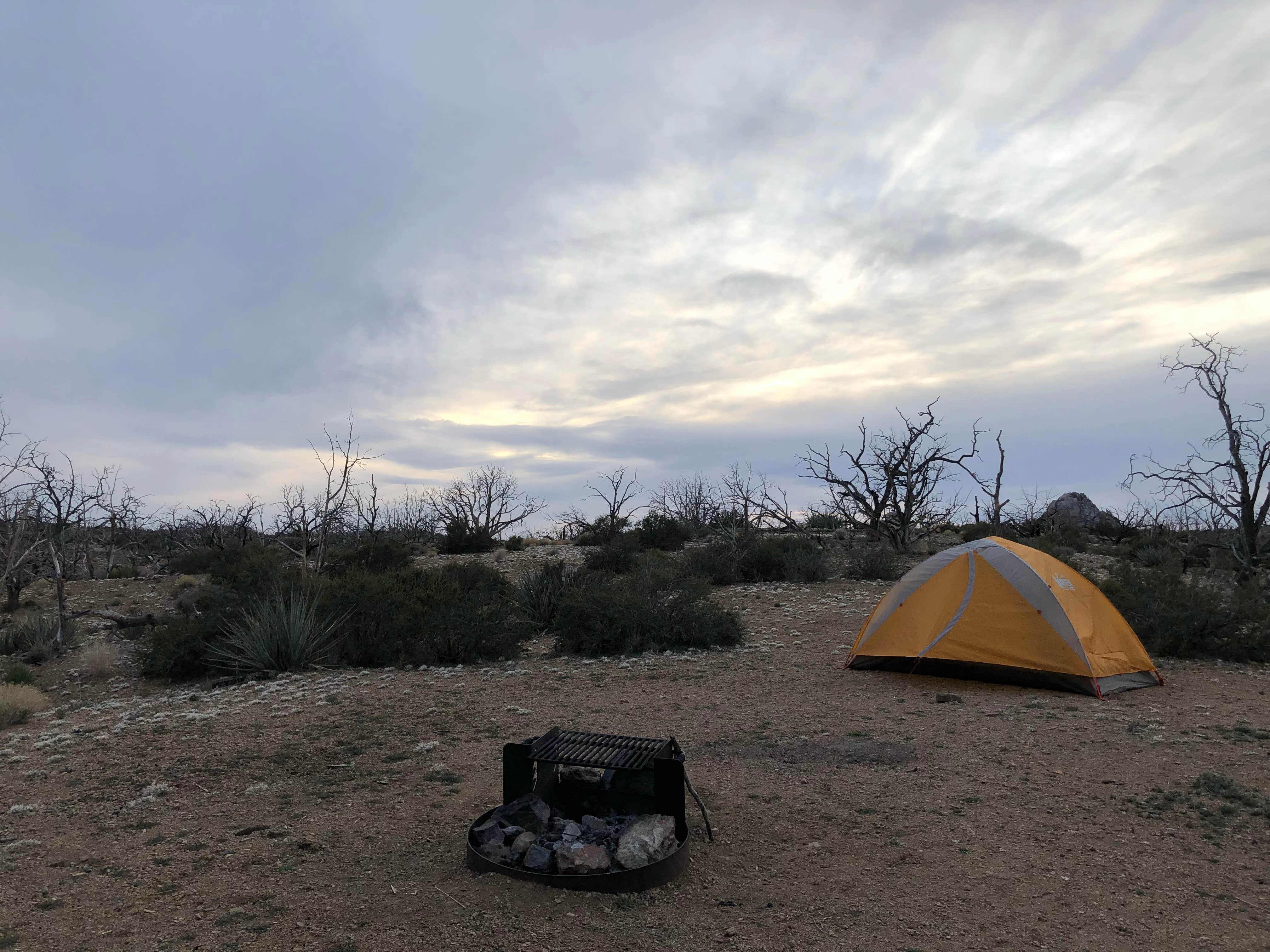 Lauren S.'s photo at Mid Hills Campground — Mojave National Preserve near Baker, CA