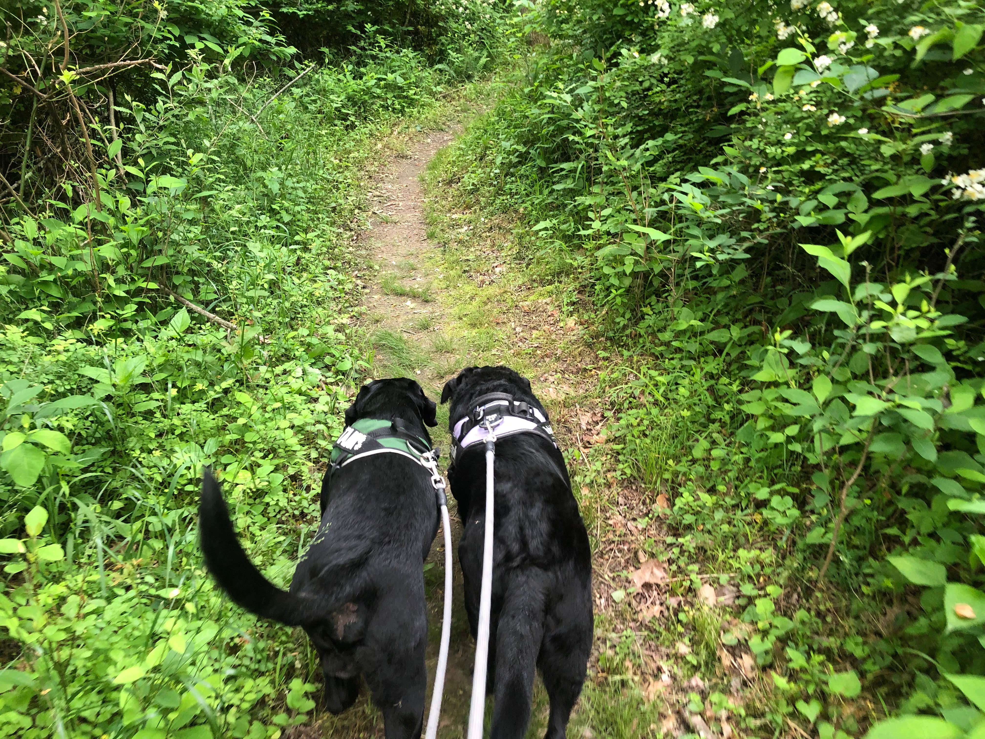 Andrea F.'s photo of camping with pets at Dillon State Park Campground near Logan, OH