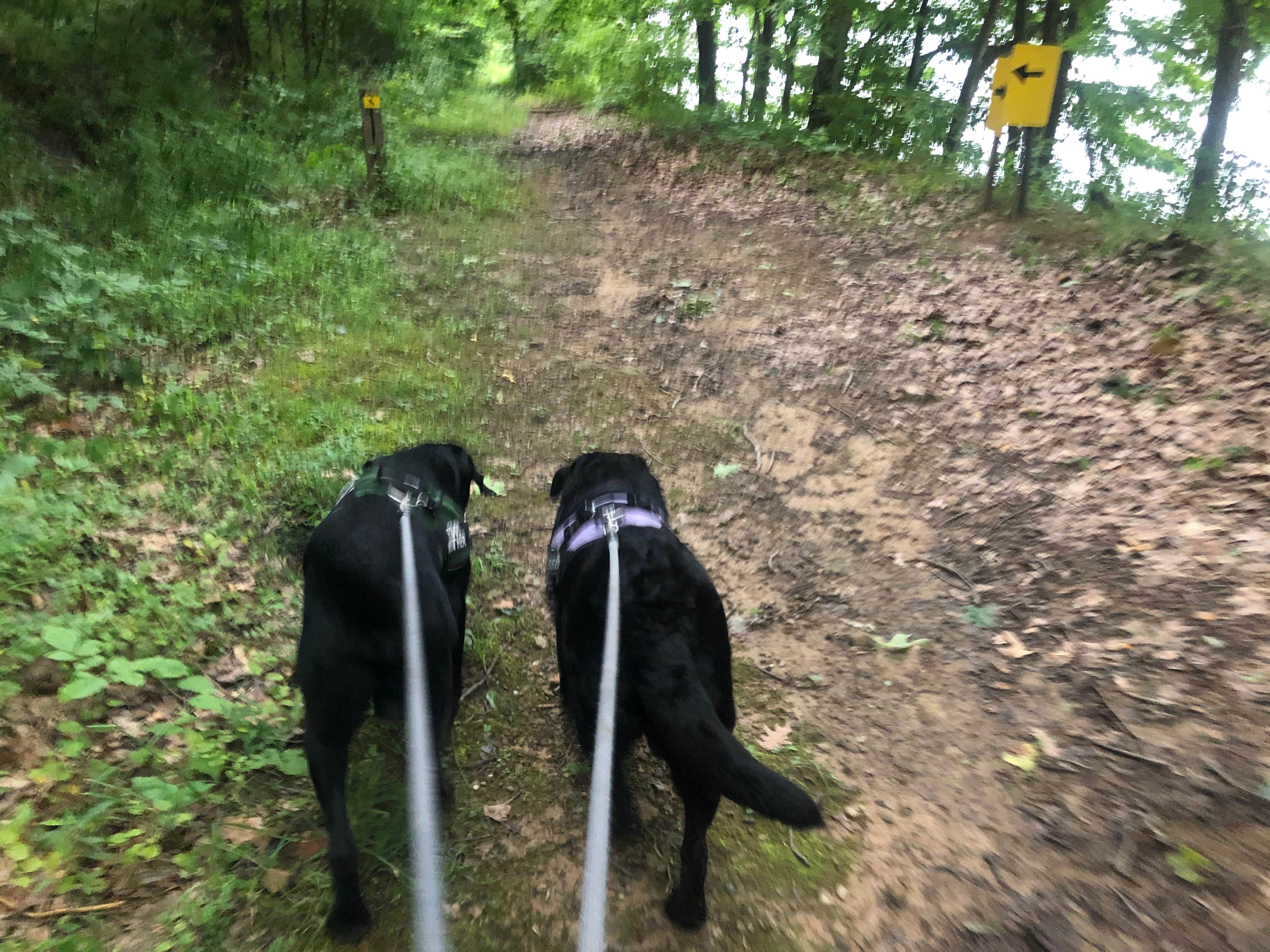 Andrea F.'s photo of camping with pets at Salt Fork State Park Campground near Caldwell, OH