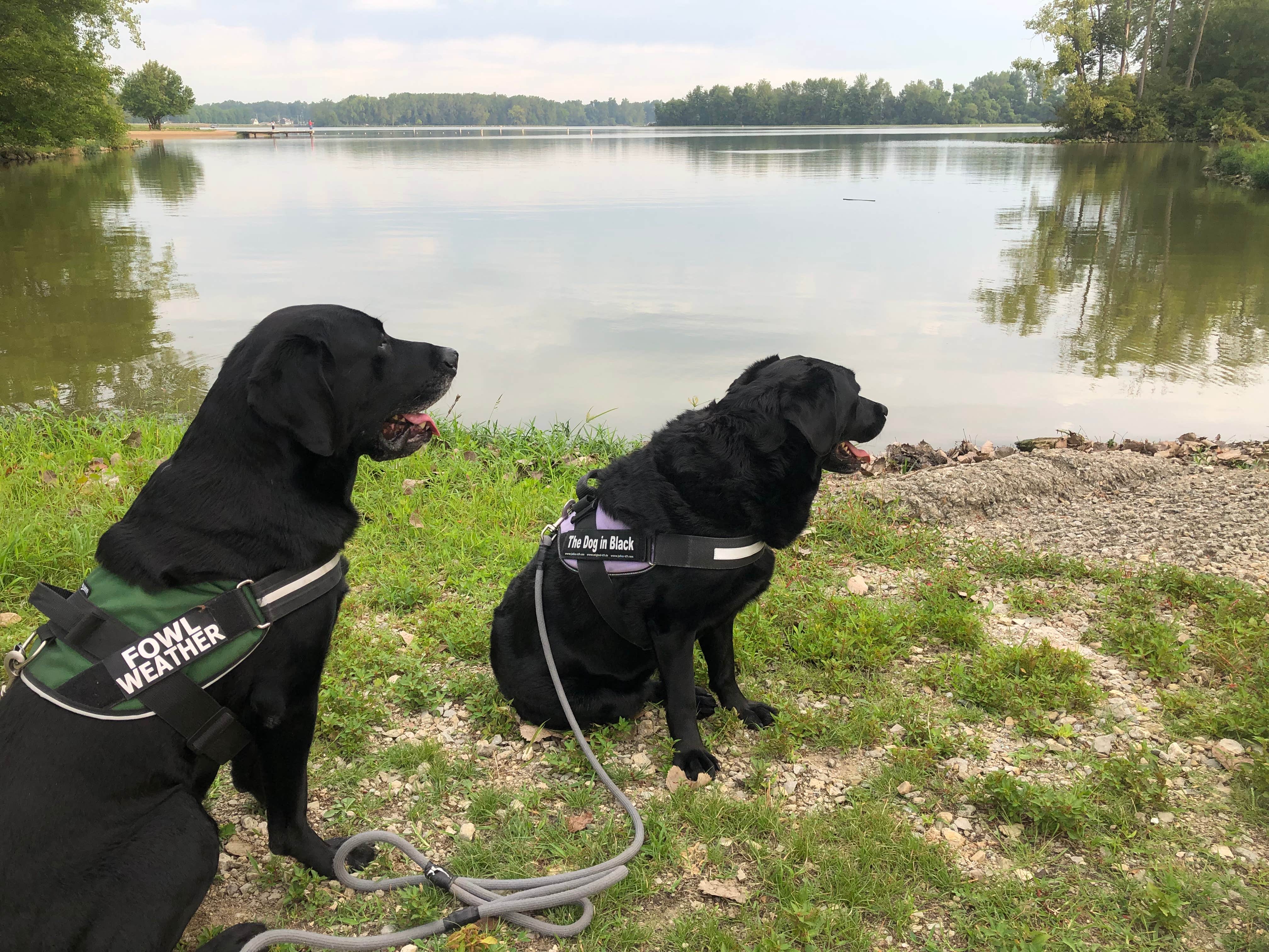 Andrea F.'s photo of camping with pets at Lake Loramie State Park Campground near Lima, OH