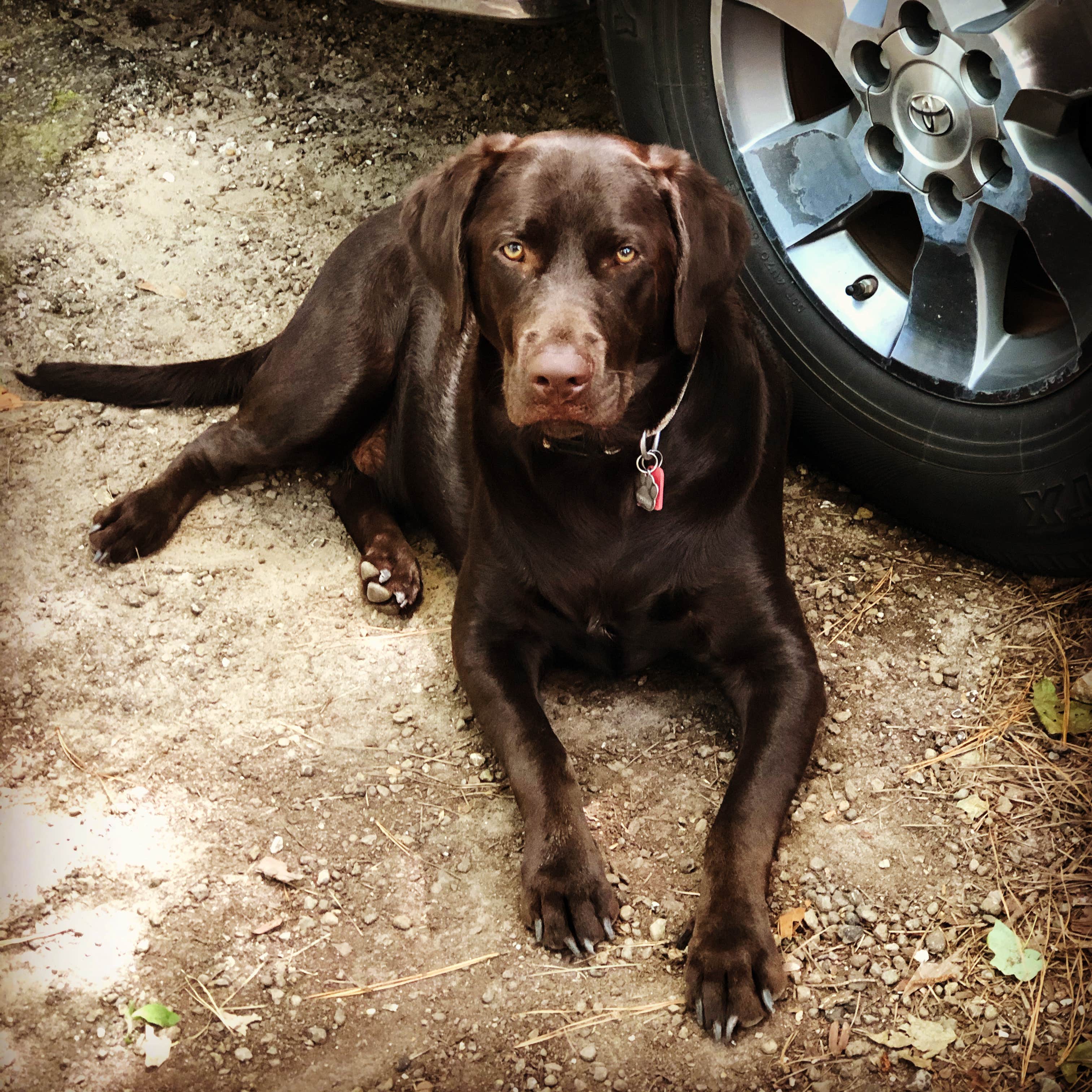 John H.'s photo of camping with pets at Martin Dies, Jr. State Park Campground near Newton, TX