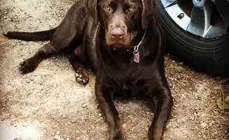 John H.'s photo of camping with pets at Martin Dies, Jr. State Park Campground near San Augustine, TX