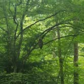 Review photo of Elkmont Campground — Great Smoky Mountains National Park by Liz A., July 31, 2020