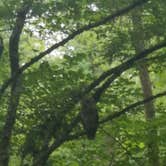 Review photo of Elkmont Campground — Great Smoky Mountains National Park by Liz A., July 31, 2020