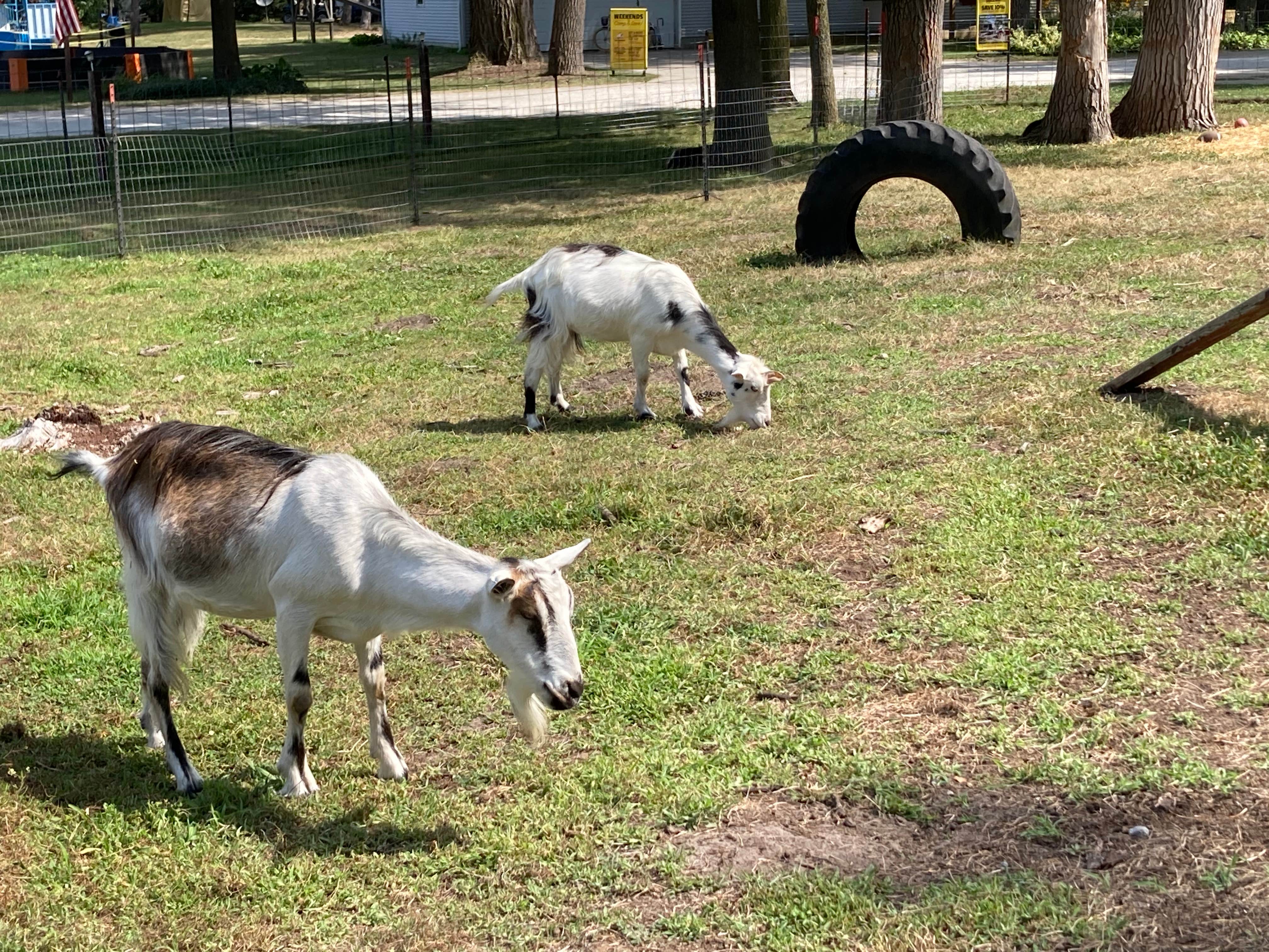 Camper-submitted photo at Allendale-West Grand Rapids KOA near Coopersville, MI
