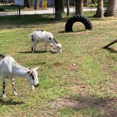 Review photo of Allendale-West Grand Rapids KOA by Lisa D., July 31, 2020