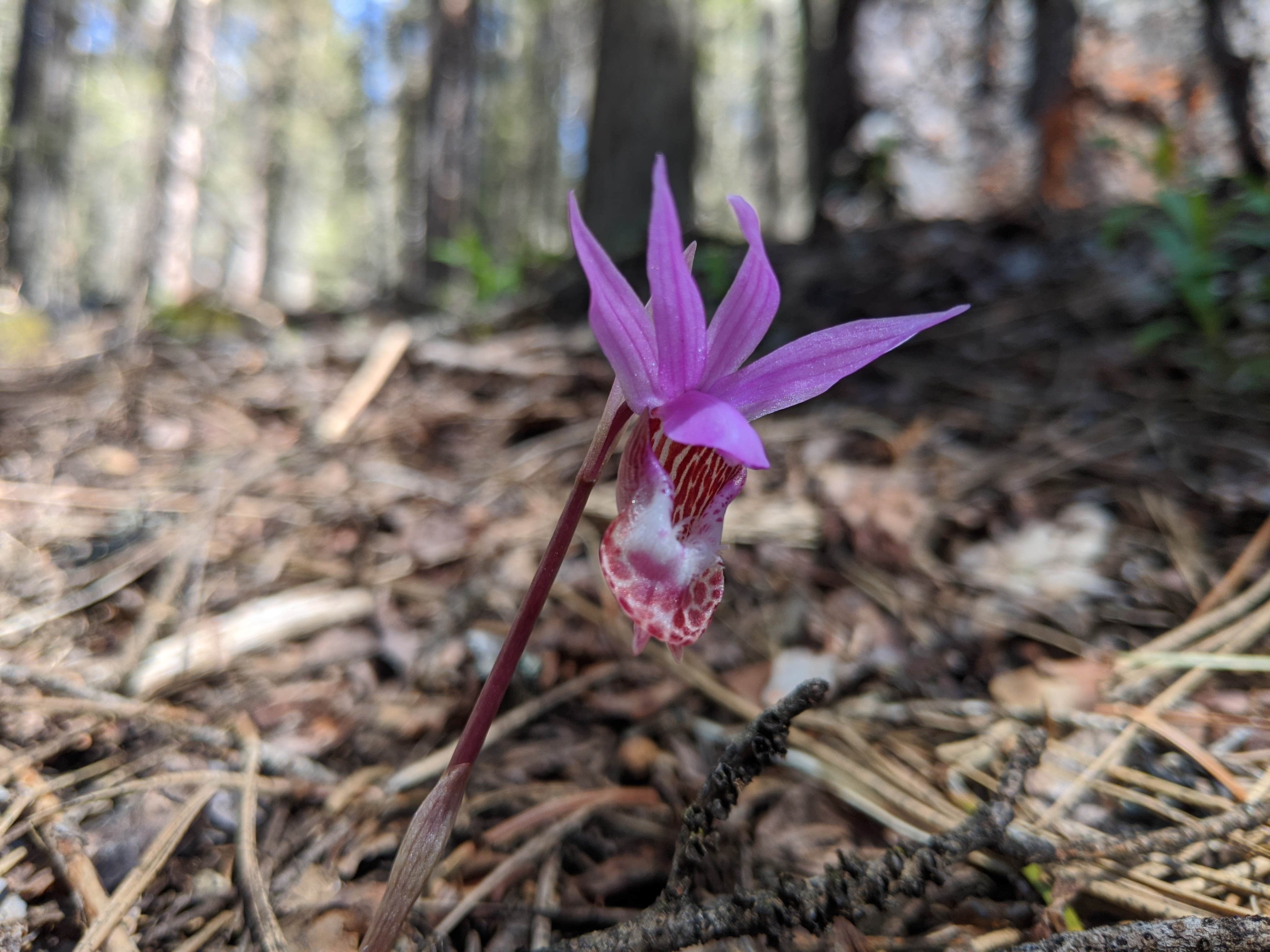 Payette National Forest photo 5