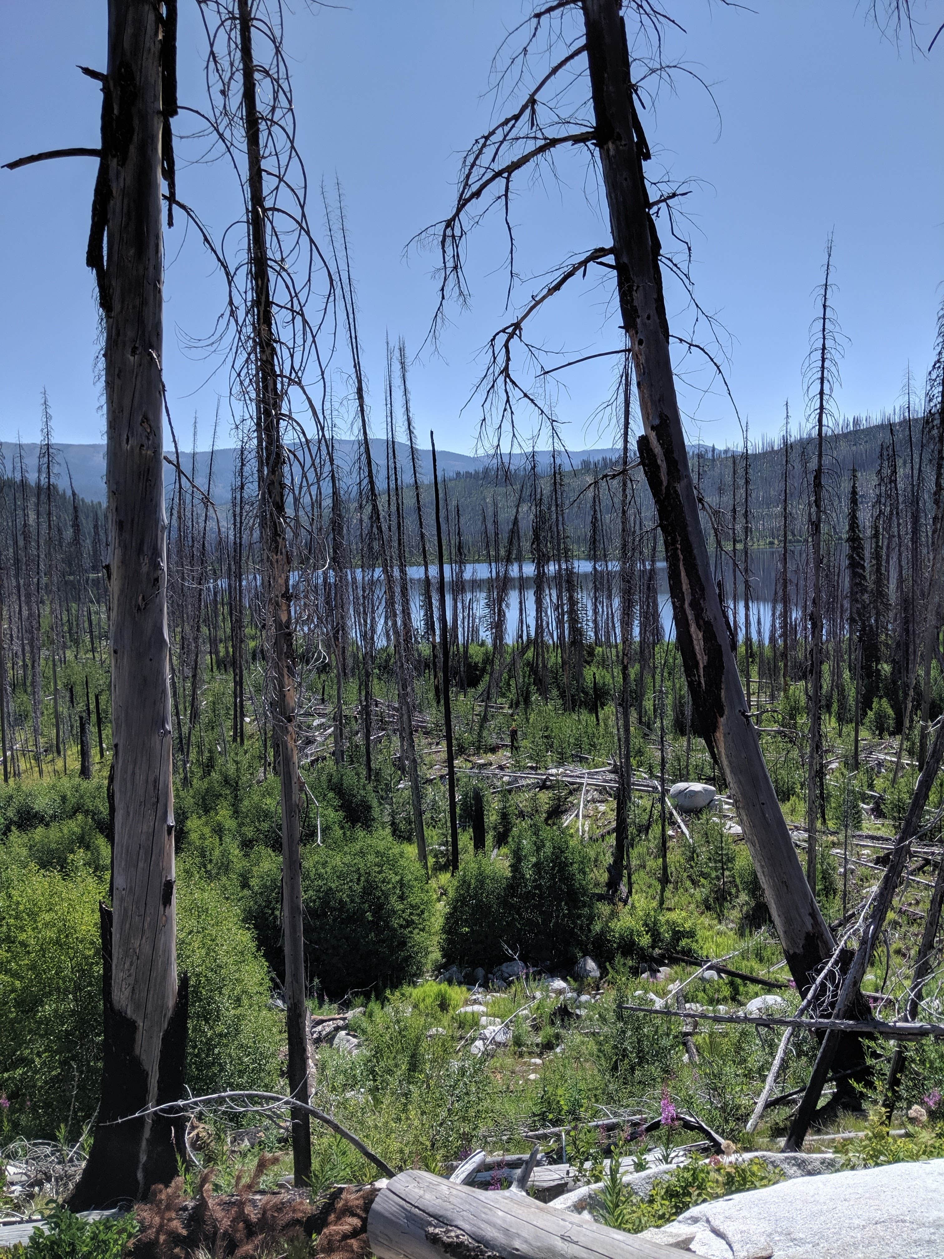 Camper-submitted photo at Loon Lake near Warren, ID