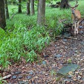 Review photo of Beavers Bend State Park Campground by Elise H., August 1, 2020