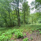 Review photo of Beavers Bend State Park Campground by Elise H., August 1, 2020