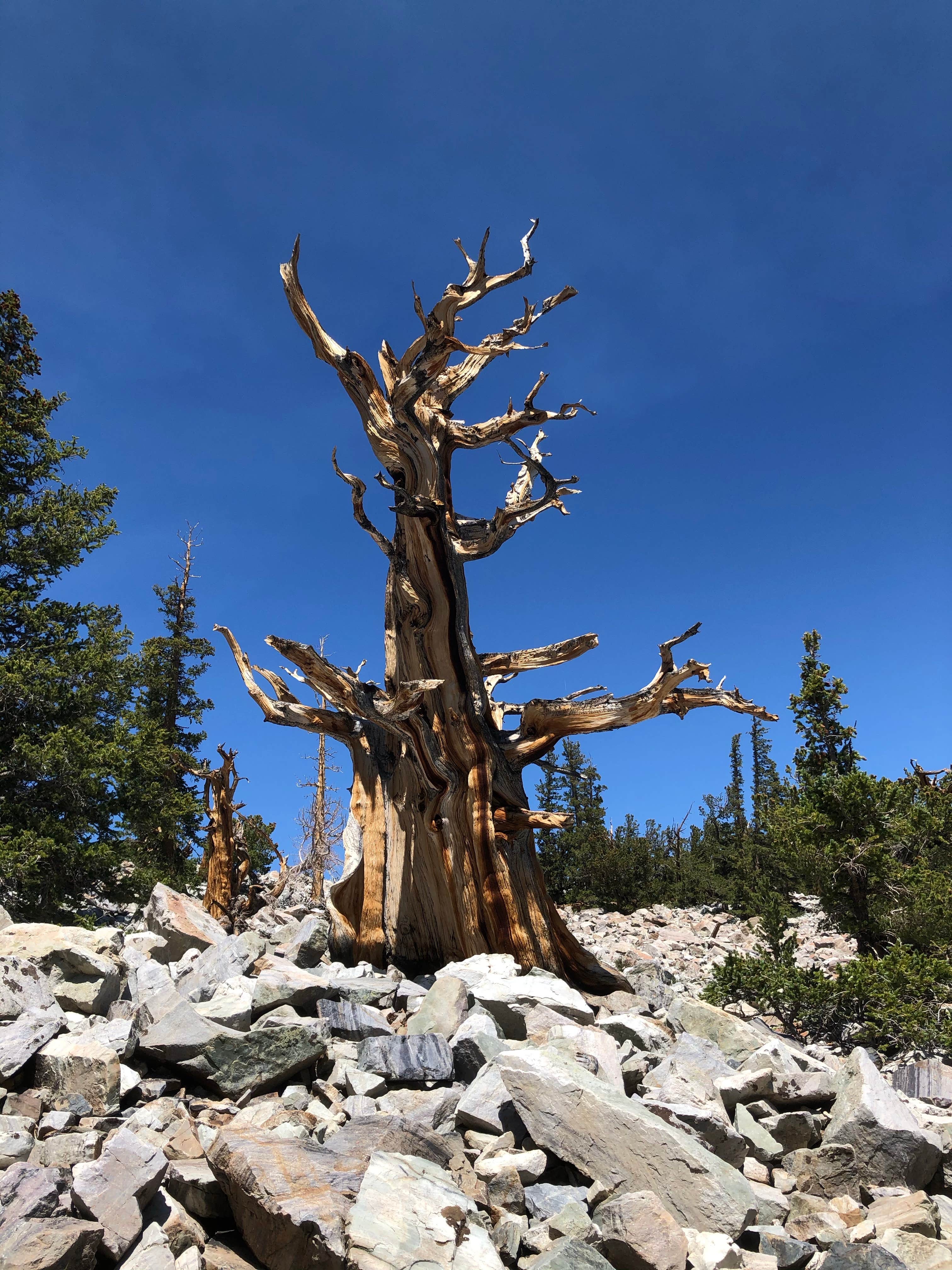 Camper submitted image from Grey Cliffs Campground — Great Basin National Park - 4