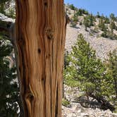 Review photo of Grey Cliffs Campground — Great Basin National Park by Thomas B., August 1, 2020