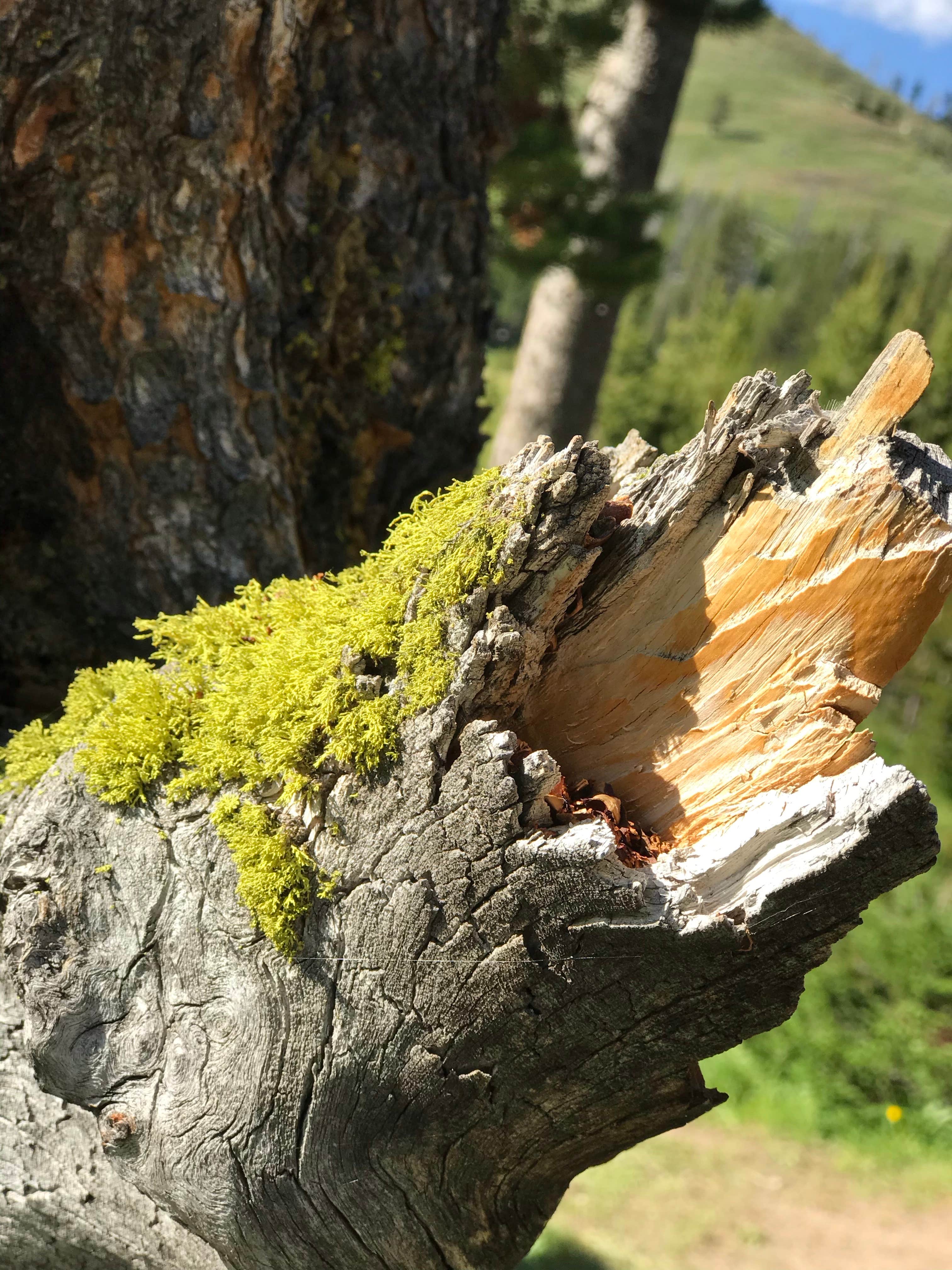 Camper submitted image from 4E4 Yellowstone National Park Backcountry — Yellowstone National Park - 2