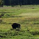 Review photo of 4E4 Yellowstone National Park Backcountry — Yellowstone National Park by Rachel A., August 1, 2020